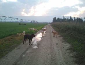 חוות%20Dog%20Way%20-%20פנסיון%20ואילוף%20כלבים%20,%20שדה%20נחמיה